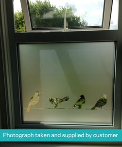 FB008 Frosted Window Film